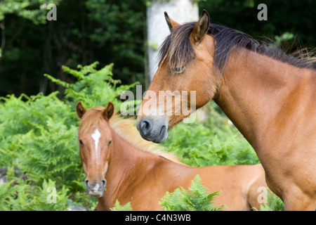 Poney New Forest Equus Ferus Caballus Banque D'Images