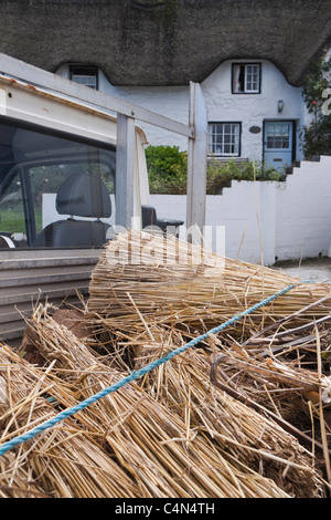 Master thatcher câblages toit de chaume de cottage à Coverack, Cornwall (UK) Banque D'Images