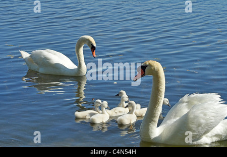 La famille Swan Banque D'Images