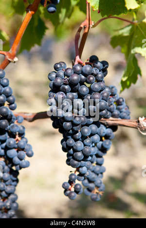 Les raisins de Merlot mûr au célèbre Château Petrus wine estate à Pomerol dans la région de Bordeaux Banque D'Images