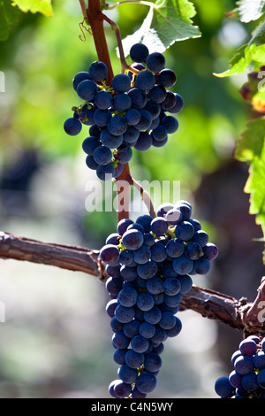 Les raisins de Merlot mûr au célèbre Château Petrus wine estate à Pomerol dans la région de Bordeaux Banque D'Images