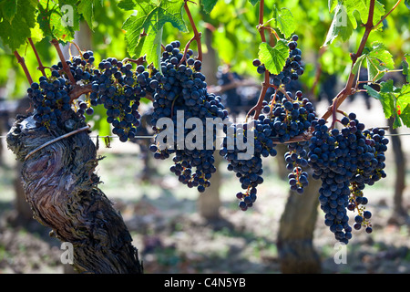 Les raisins de Merlot mûr au célèbre Château Petrus wine estate à Pomerol dans la région de Bordeaux Banque D'Images