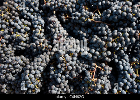 Mûres fraîchement cueillies à la récolte des raisins Merlot célèbre Château Petrus à Pomerol domaine viticole dans la région de Bordeaux, France Banque D'Images