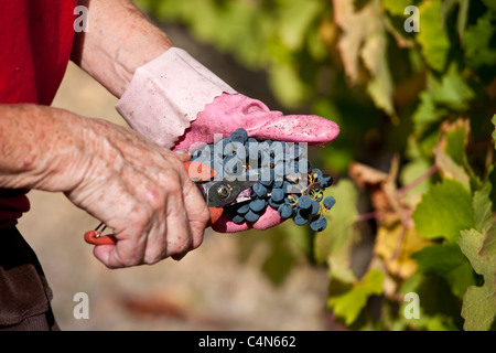 La récolte de vin, vendange, les raisins de Cabernet Franc à la main au Château Lafleur à Pomerol dans la région de Bordeaux Banque D'Images