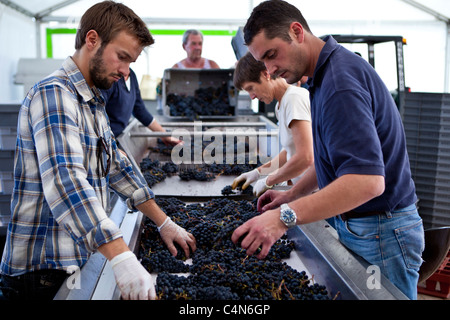 Olivier Berrouet, Œnologue, permet de trier les raisins à la main au célèbre Château Petrus wine estate à Pomerol à Bordeaux, France Banque D'Images