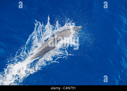 Dauphin commun (Delphinus delphis) surfacing, Madère, Océan Atlantique Banque D'Images