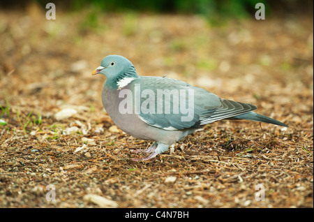 Pigeon ramier Columba palumbus {} portrait, Cornwall, England UK Banque D'Images