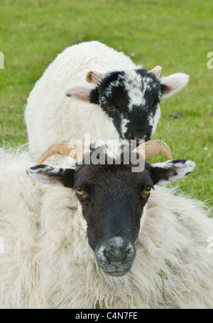 Black-faced mouton et agneau, dans l'ouest de l'Irlande Banque D'Images