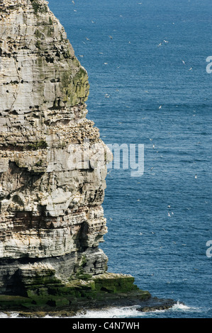 Le Fou de Bassan (Sula bassana) colonie de reproduction, à l'île de Noss National Nature Reserve, Shetland, UK Banque D'Images