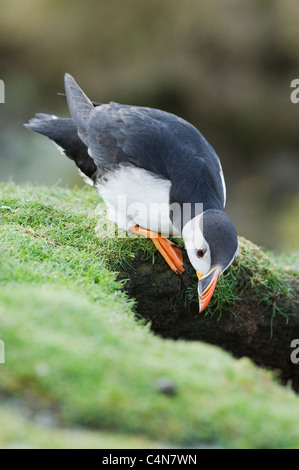 Macareux moine (Fratercula arctica) Recherche de burrow, Shetland, Écosse Banque D'Images