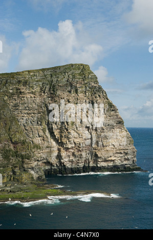 Le Fou de Bassan (Sula bassana) colonie de reproduction, à l'île de Noss National Nature Reserve, Shetland, UK Banque D'Images