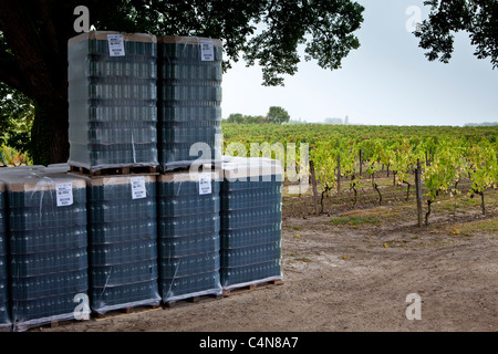 De nouvelles bouteilles de vin pour le remplissage à vigne à Fontcaille Chateau Bellevue de la région de Bordeaux Banque D'Images