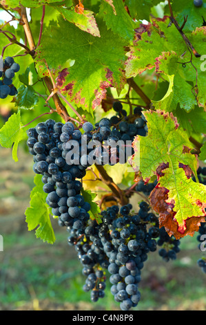 Les raisins de Merlot mûr sur une ancienne vigne au Château Bellevue, Fontcaille dans région de Bordeaux Banque D'Images