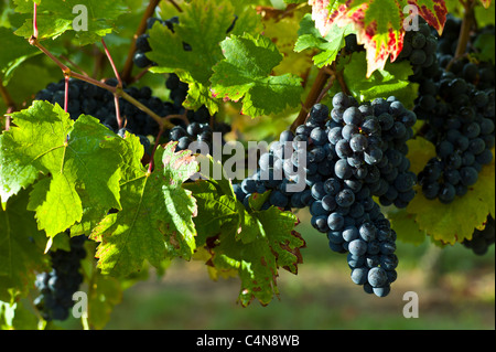 Les raisins de Merlot mûr sur vigne au Château Bellevue, Fontcaille dans région de Bordeaux Banque D'Images