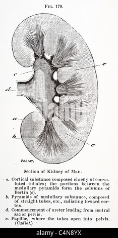 Années 1800, autopsie d'anatomie corps humain médecine chirurgie médecine physiologie illustration Banque D'Images