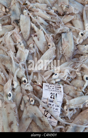 Calmars fraîchement pêché, encornets frais, en vente au marché alimentaire à Sauveterre-de-Guyenne, Bordeaux, France Banque D'Images