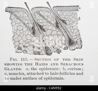 Années 1800, autopsie d'anatomie corps humain médecine chirurgie médecine physiologie illustration Banque D'Images