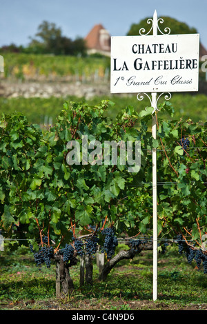 Au Château La Gaffeliere vignes, 1er Grand Cru Classe, à St Emilion à Bordeaux Wine region de France Banque D'Images