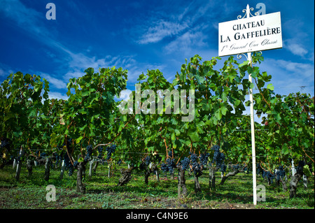 Au Château La Gaffeliere vignes, 1er Grand Cru Classe, à St Emilion à Bordeaux Wine region de France Banque D'Images