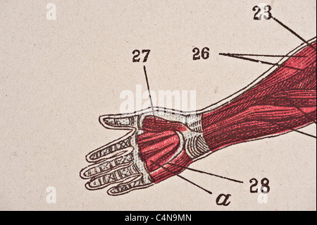 1898 Newell Martin La physiologie du corps humain Banque D'Images