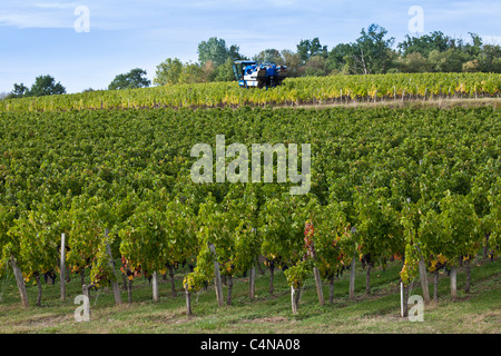 Tracteur de vigne au travail au cours de vendanges récolte en vigne à St Emilion, Bordeaux Wine region de France Banque D'Images