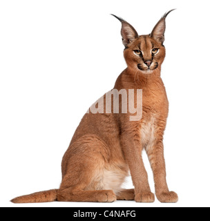 Caracal, Caracal caracal, 10 years old, in front of white background Banque D'Images