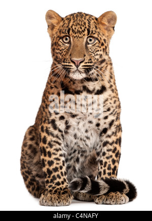 Léopard, Panthera pardus, 10 years old, in front of white background Banque D'Images