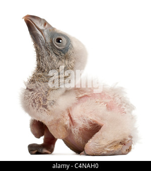Vautour fauve Gyps fulvus,, 4 jours, in front of white background Banque D'Images