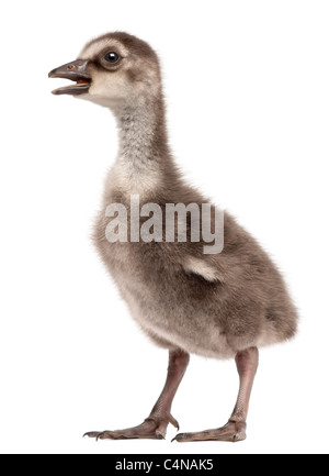 Hawaiian Goose Branta sandvicensis ou Nēnē, une espèce d'oie, 4 jours, in front of white background Banque D'Images