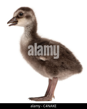 Hawaiian Goose Branta sandvicensis ou Nēnē, une espèce d'oie, 4 jours, in front of white background Banque D'Images