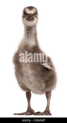 Hawaiian Goose Branta sandvicensis ou Nēnē, une espèce d'oie, 4 jours, in front of white background Banque D'Images