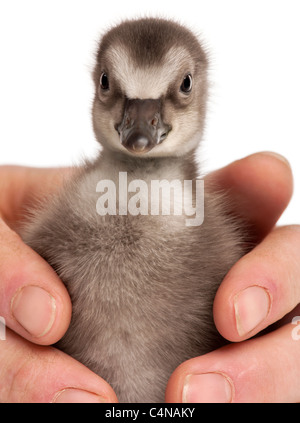 Mains tenant Hawaiian Goose Branta sandvicensis ou Nēnē, une espèce d'oie, 4 jours, in front of white background Banque D'Images