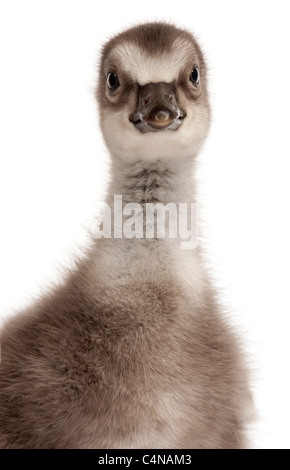 Close-up of Hawaiian Goose Branta sandvicensis ou Nēnē, une espèce d'oie, 4 jours, in front of white background Banque D'Images