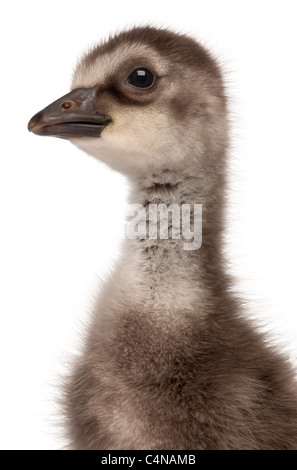Close-up of Hawaiian Goose Branta sandvicensis ou Nēnē, une espèce d'oie, 4 jours, in front of white background Banque D'Images