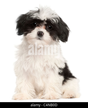 Havanese puppy, 12 semaines old, in front of white background Banque D'Images