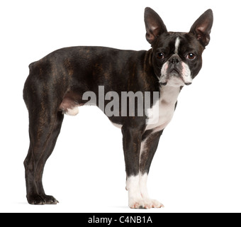 Boston Terrier, 1 ans, in front of white background Banque D'Images