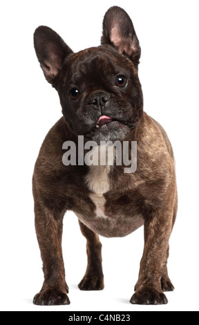 Bouledogue français, 5 ans, in front of white background Banque D'Images