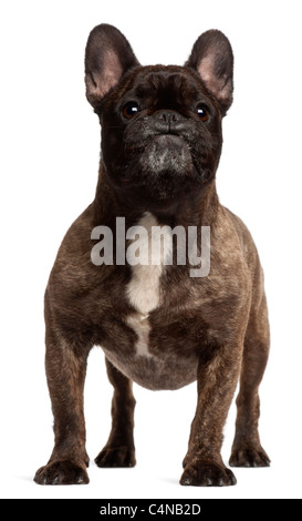 Bouledogue français, 5 ans, in front of white background Banque D'Images