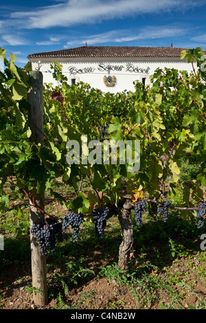 Les raisins de Merlot au Château Beau-Sejour Becot, St Emilion dans la région des vins de Bordeaux de France Banque D'Images