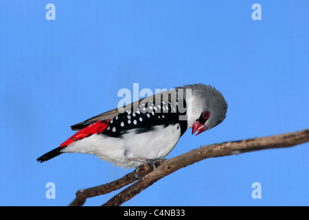 Un Diamant Firetail Finch, Emblema guttata Stagonopleura guttata, (auparavant). Banque D'Images