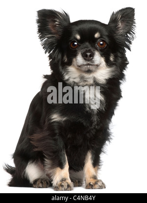 Chihuahua, 2 ans, in front of white background Banque D'Images