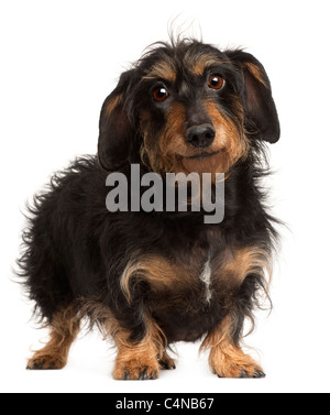 Teckel, 9 ans, in front of white background Banque D'Images