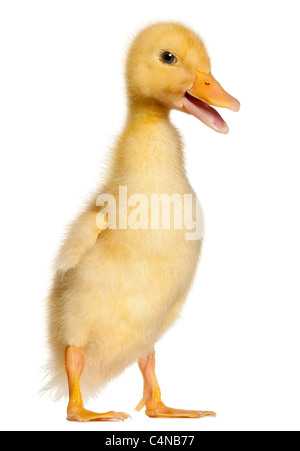 Petit Canard, 1 semaine old, in front of white background Banque D'Images