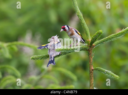 Carduelis carduelis Chardonneret mineur d'alimentation sur conifer Banque D'Images