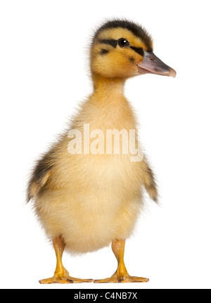 Petit Canard, 1 semaine old, in front of white background Banque D'Images