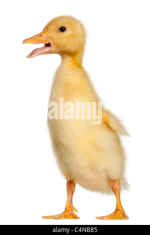 Petit Canard, 1 semaine old, in front of white background Banque D'Images