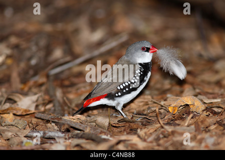 Diamond Firetail Finch, Emblema guttata, précédemment Stagonopleura guttata)( Banque D'Images