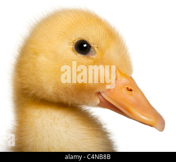 Close-up of Duckling, 1 week old, in front of white background Banque D'Images