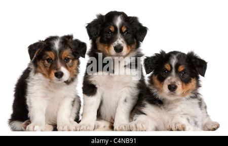 6 chiots Border Collie, in front of white background Banque D'Images
