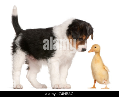 Border Collie puppy, 6 semaines, jouant avec un petit canard, 1 week old, in front of white background Banque D'Images